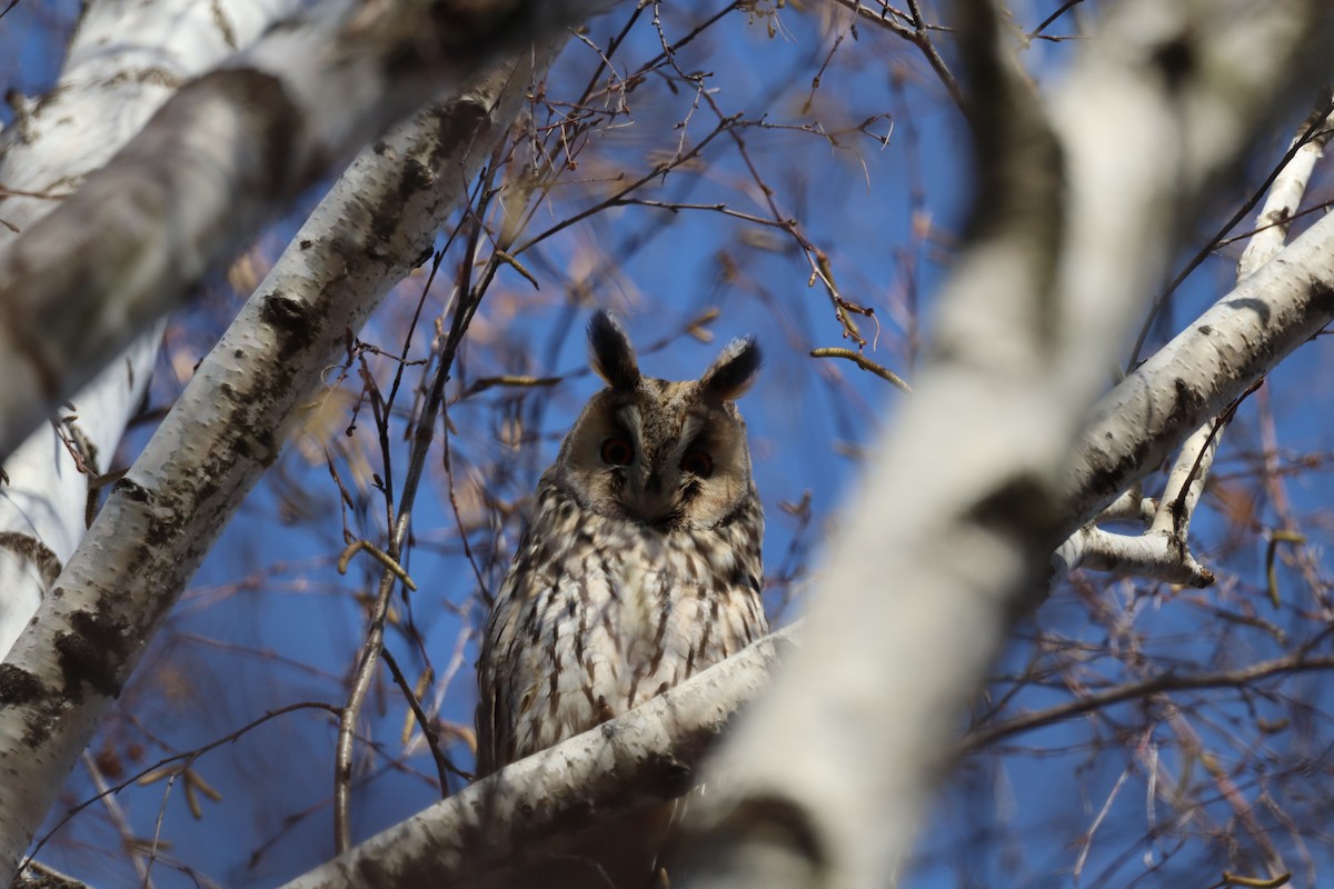 Hontz ertaina - ML646642054