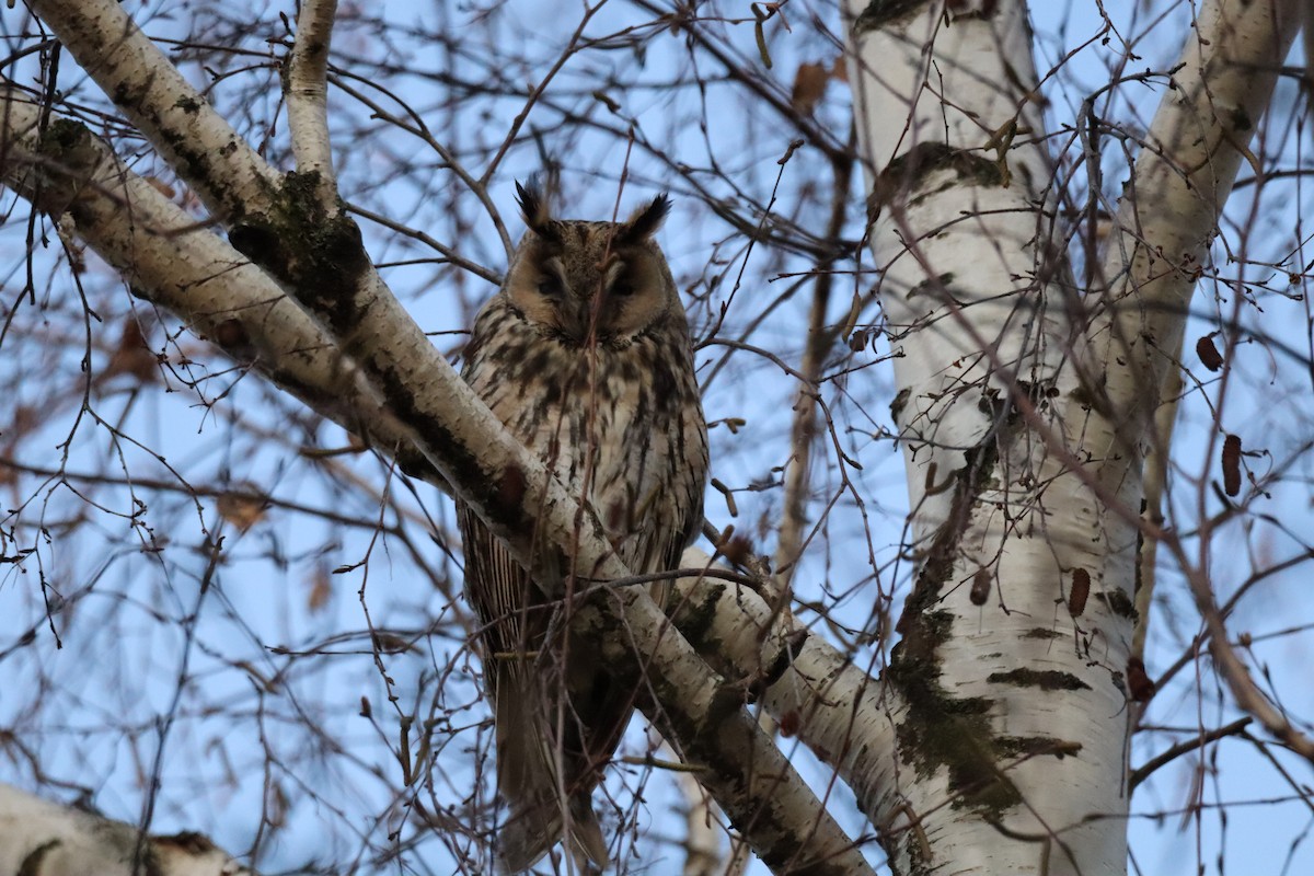 Hontz ertaina - ML646642055