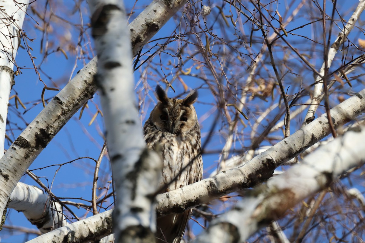 Hontz ertaina - ML646642056