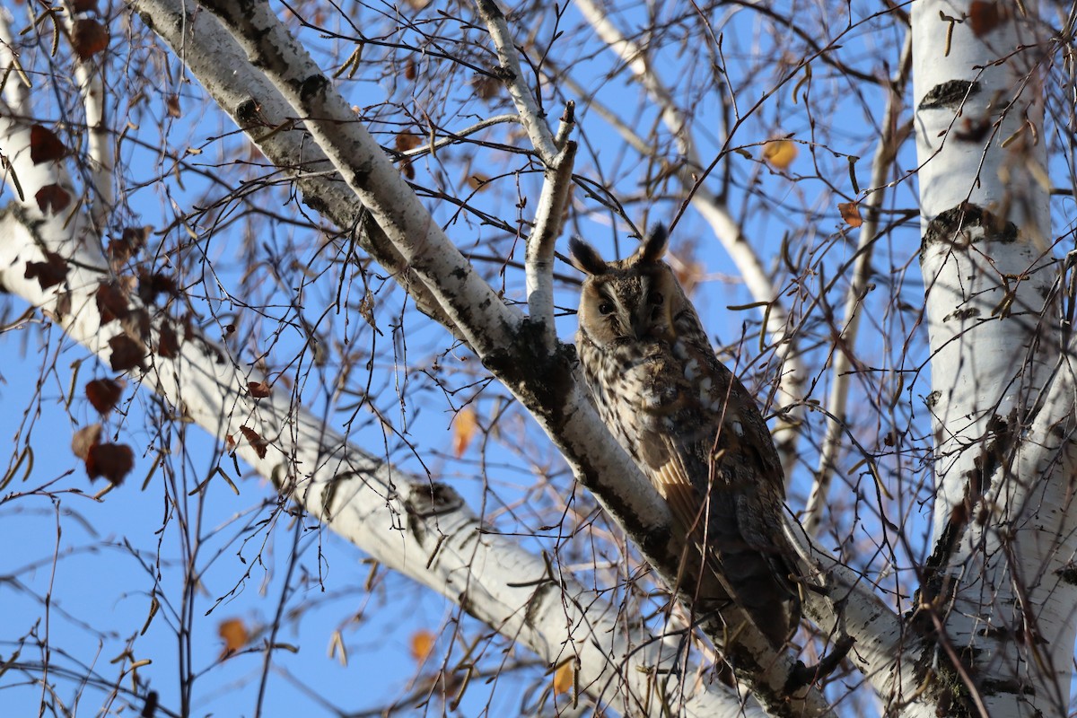 Hontz ertaina - ML646642057