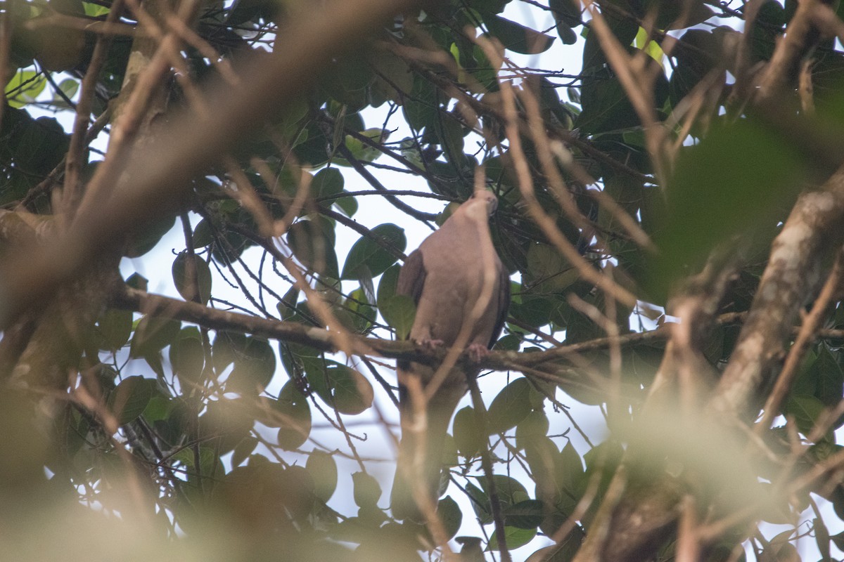 Malabar Imperial-Pigeon - ML646642058