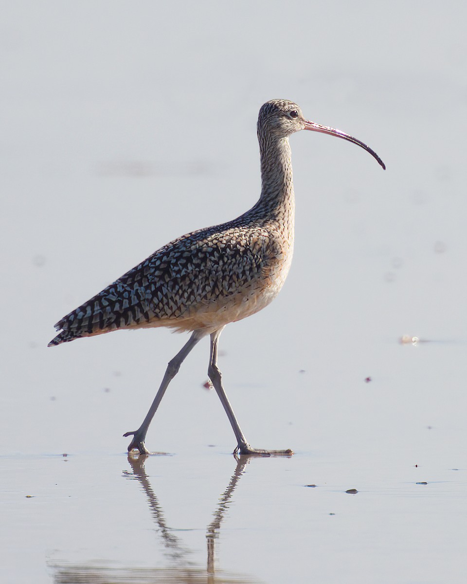 Long-billed Curlew - ML646642059