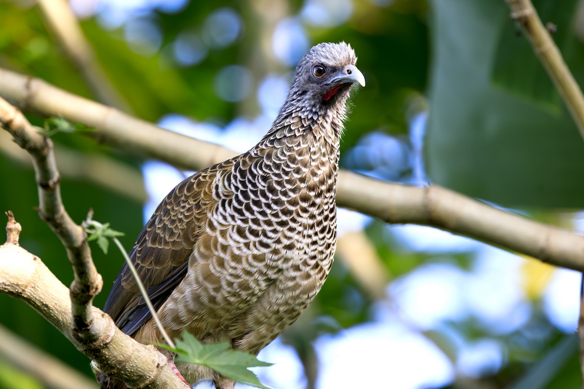 コロンビアヒメシャクケイ - ML646642061