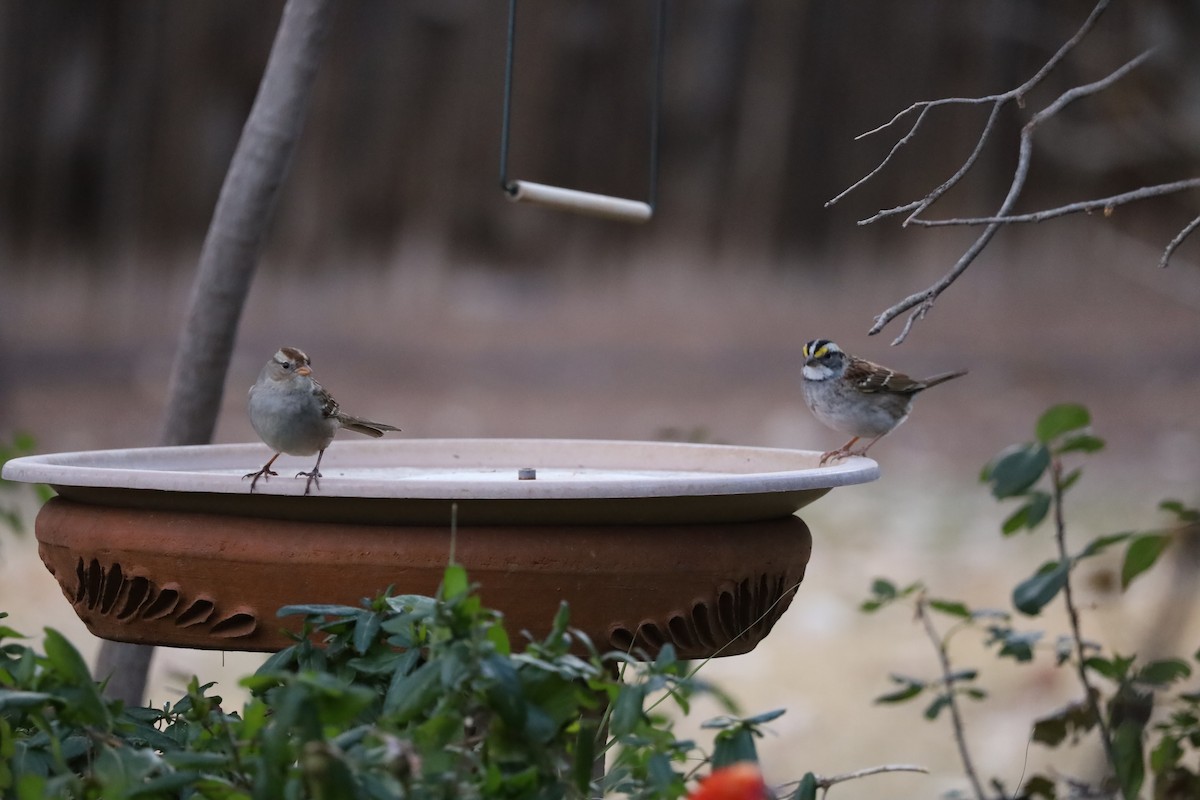 White-crowned Sparrow - ML646642062