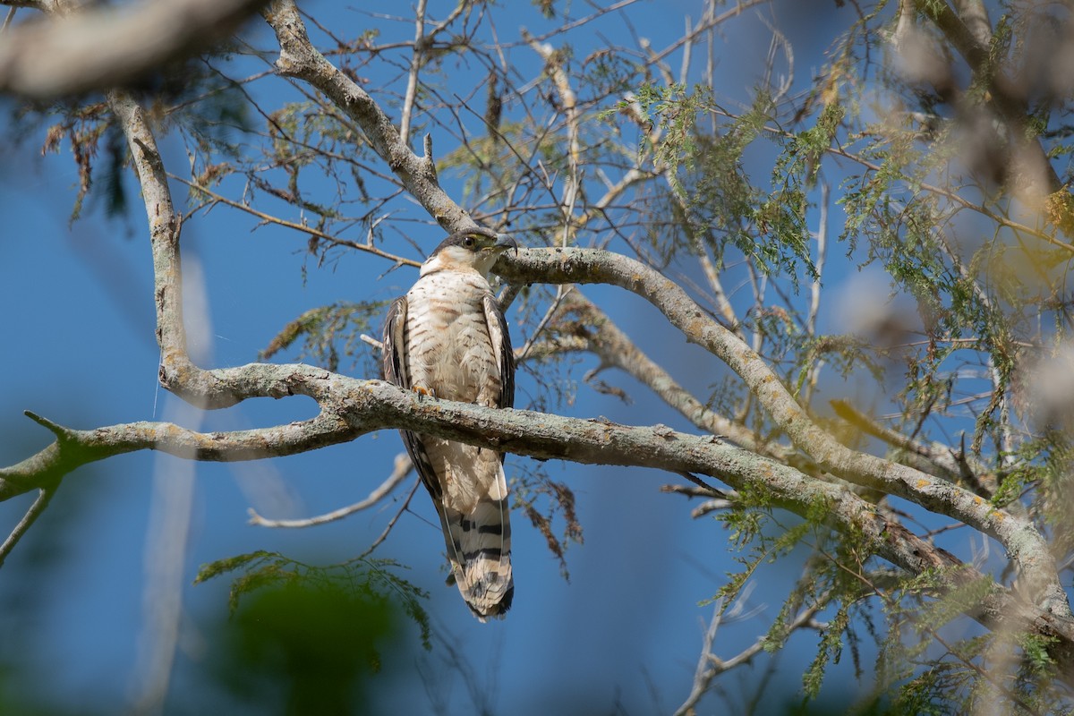 Hook-billed Kite - ML646642063