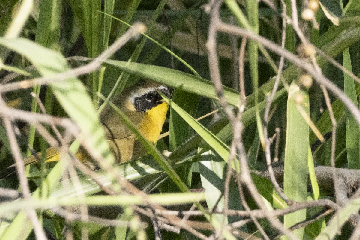 Common Yellowthroat - ML646642064