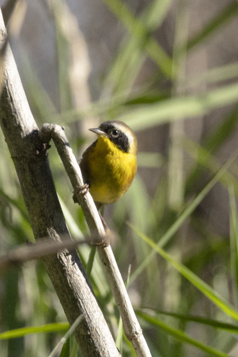 Common Yellowthroat - ML646642065