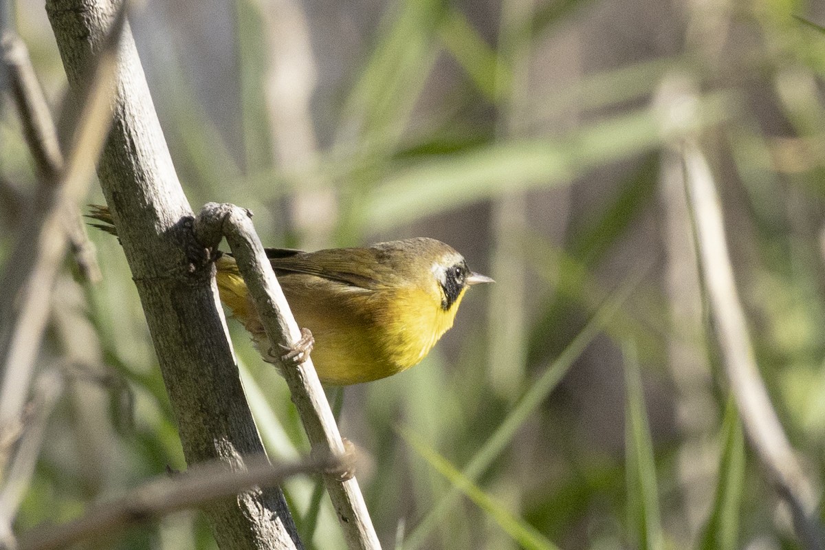 Common Yellowthroat - ML646642066