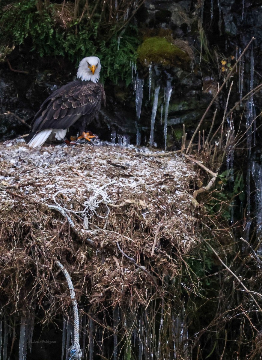 Bald Eagle - ML646642067