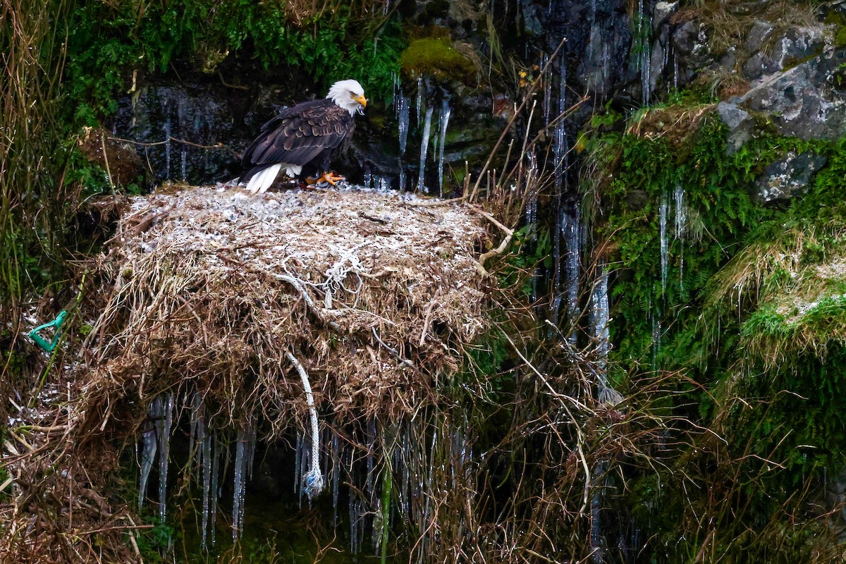 Bald Eagle - ML646642069