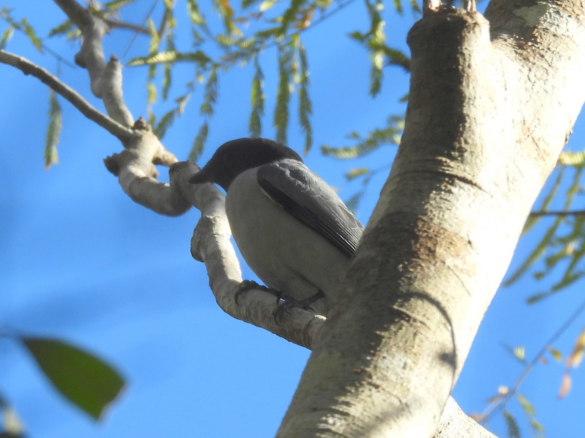 Madagascar Cuckooshrike - ML646642070