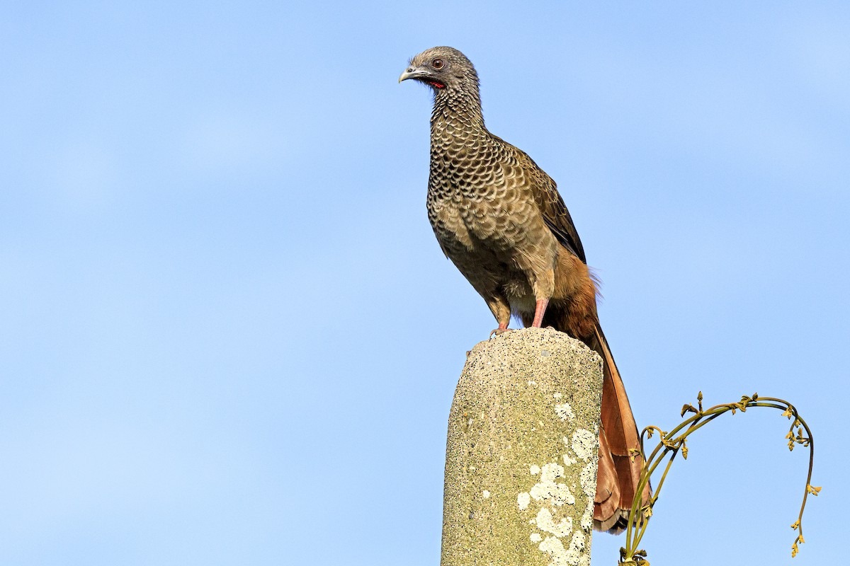 コロンビアヒメシャクケイ - ML646642076