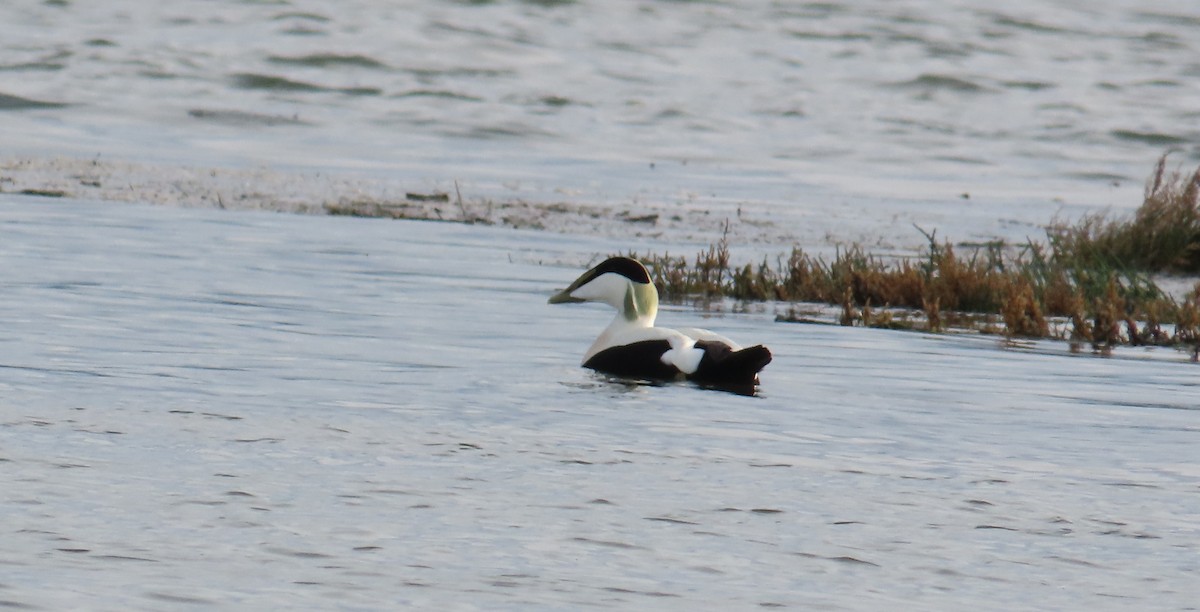 Common Eider - ML646642079