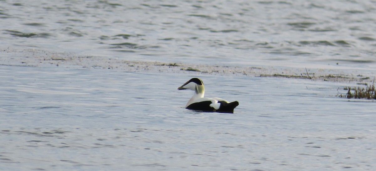 Common Eider - ML646642080