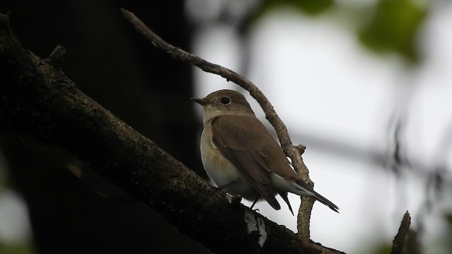 Малая мухоловка - ML646642081