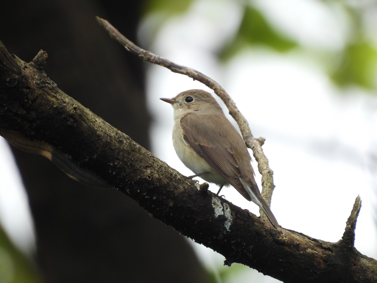 Gobemouche nain - ML646642084