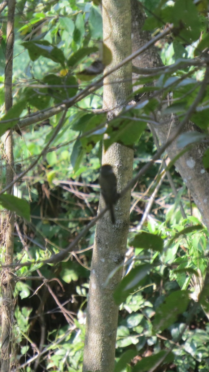 tyranovec malinký - ML646642086