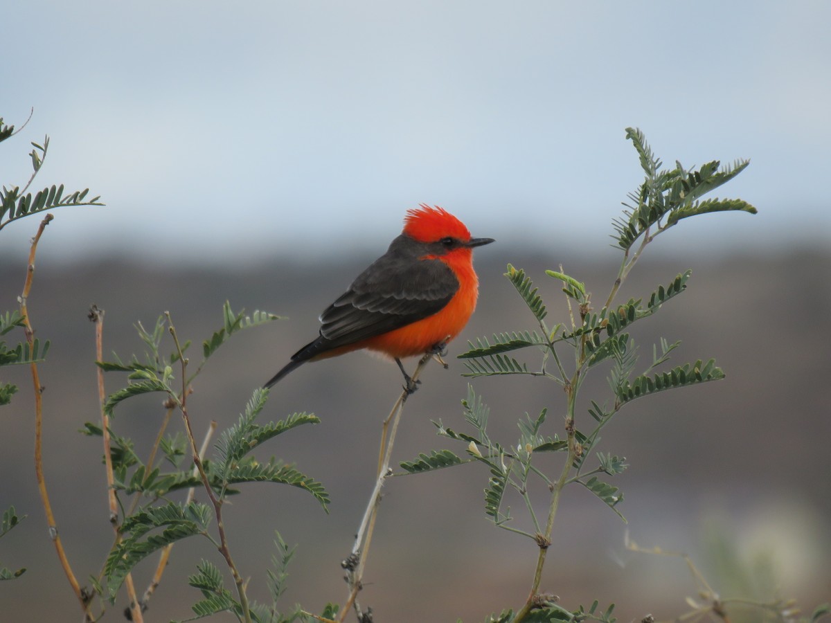Vermilion Flycatcher - ML646642088