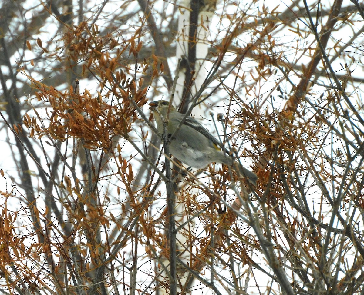 konglebit - ML646642089