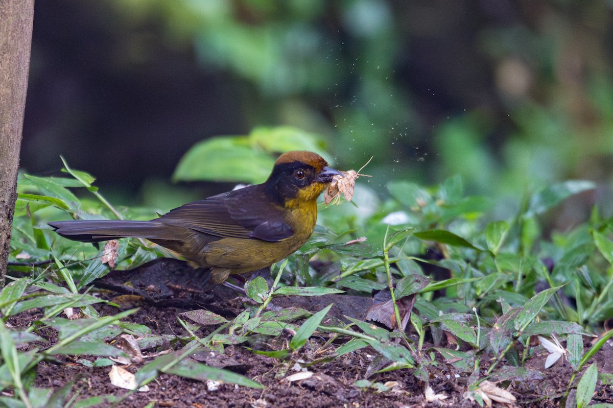 Choco Brushfinch - ML646642091
