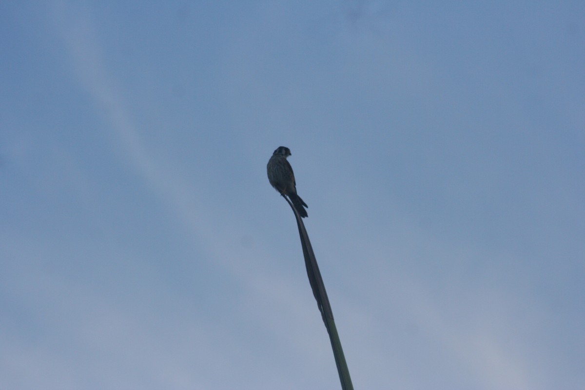 American Kestrel - ML646642093