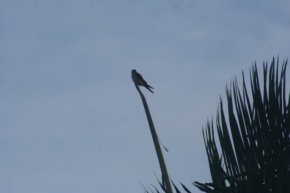 American Kestrel - ML646642094