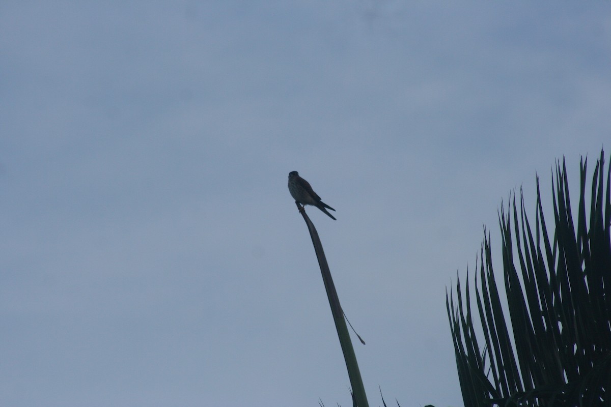 American Kestrel - ML646642095