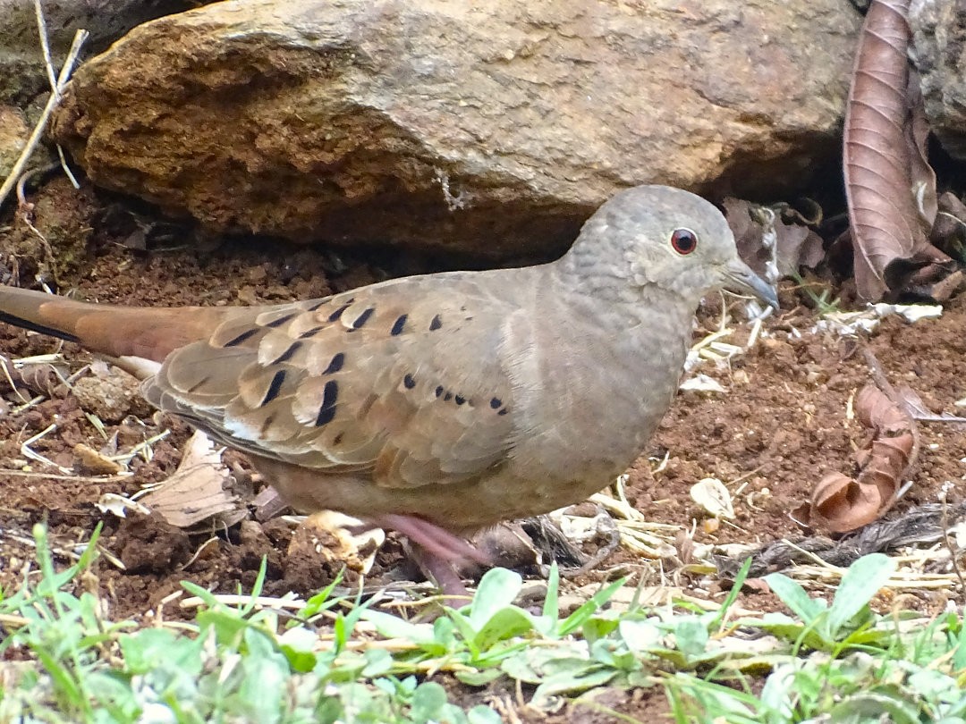 Ruddy Ground Dove - ML646642096