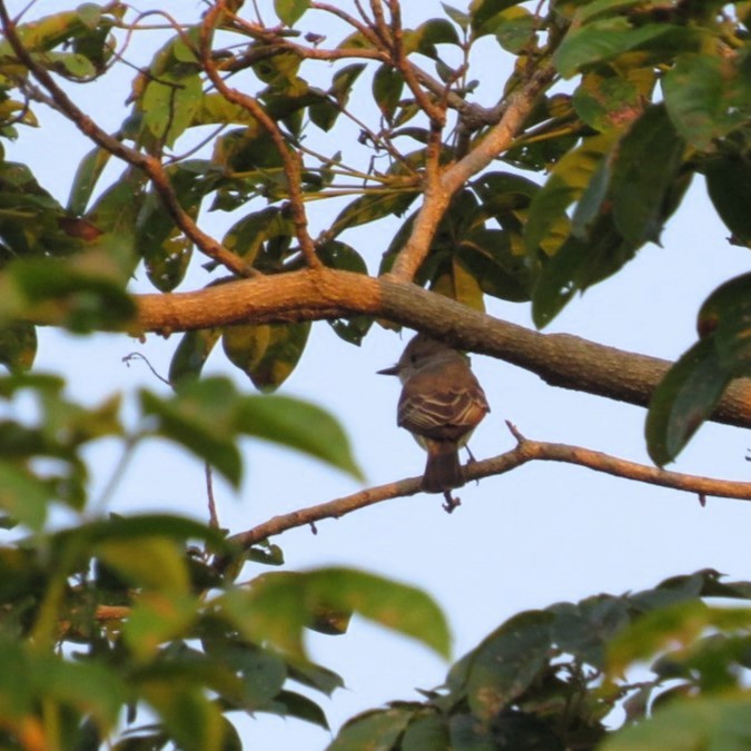 Brown-crested Flycatcher - ML646642097