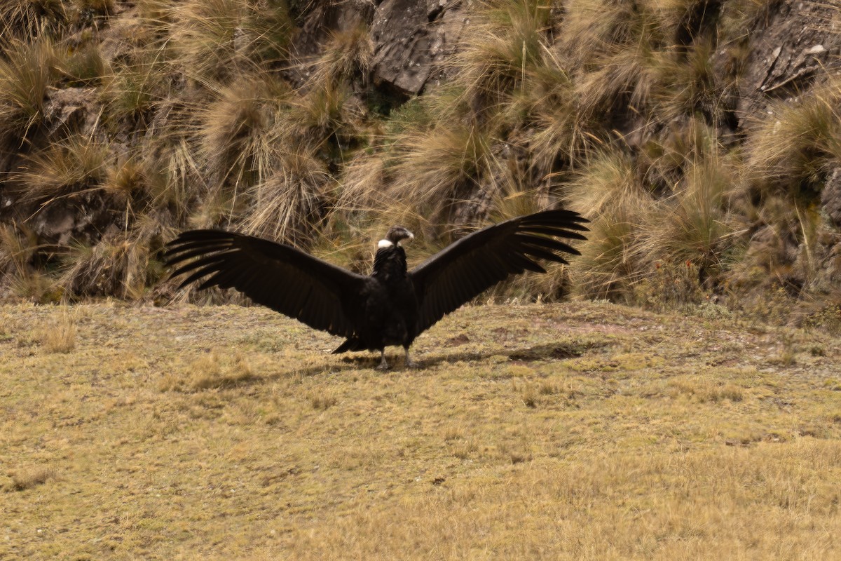 Andean Condor - ML646642099
