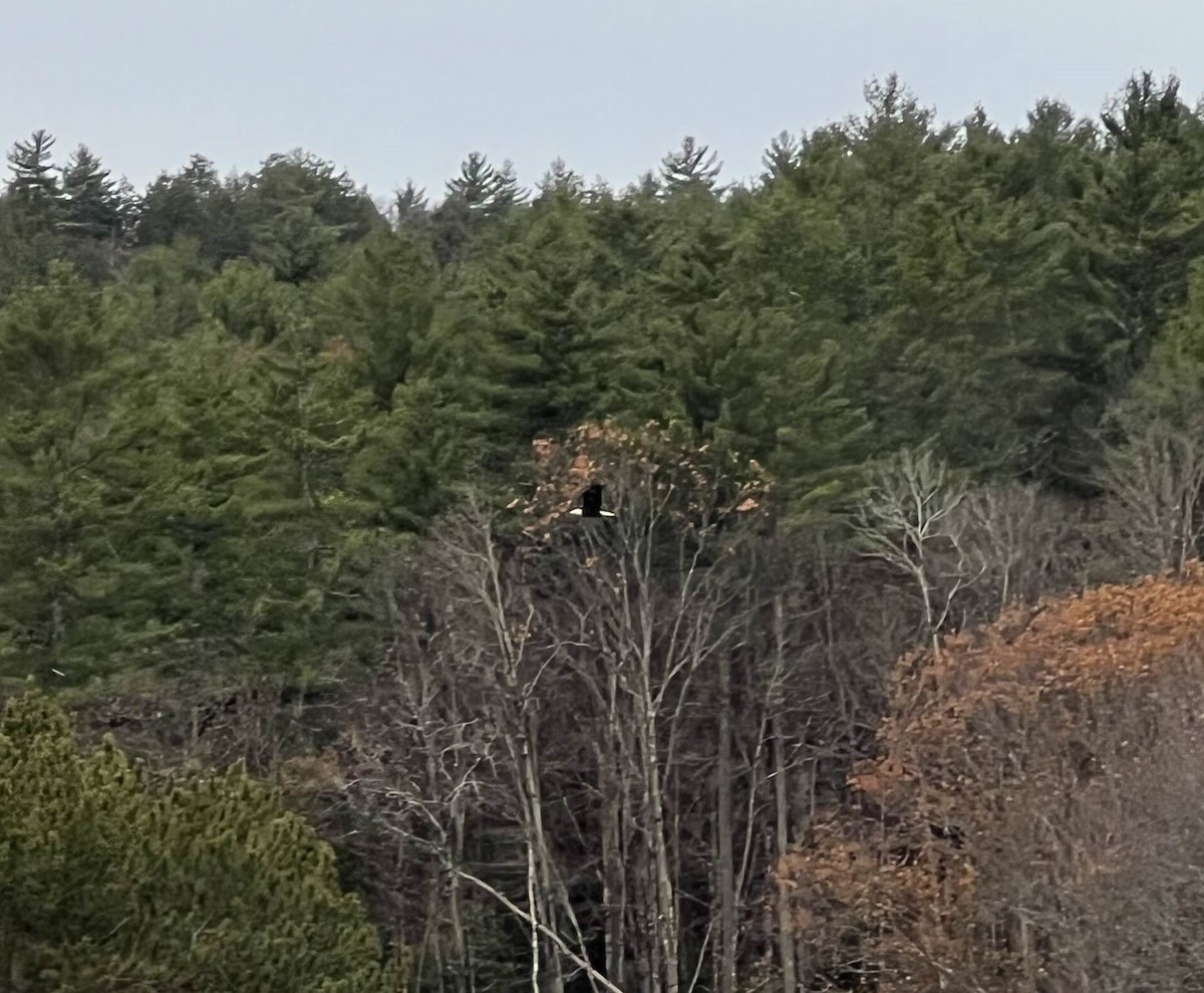 Pigargo Americano - ML646642100