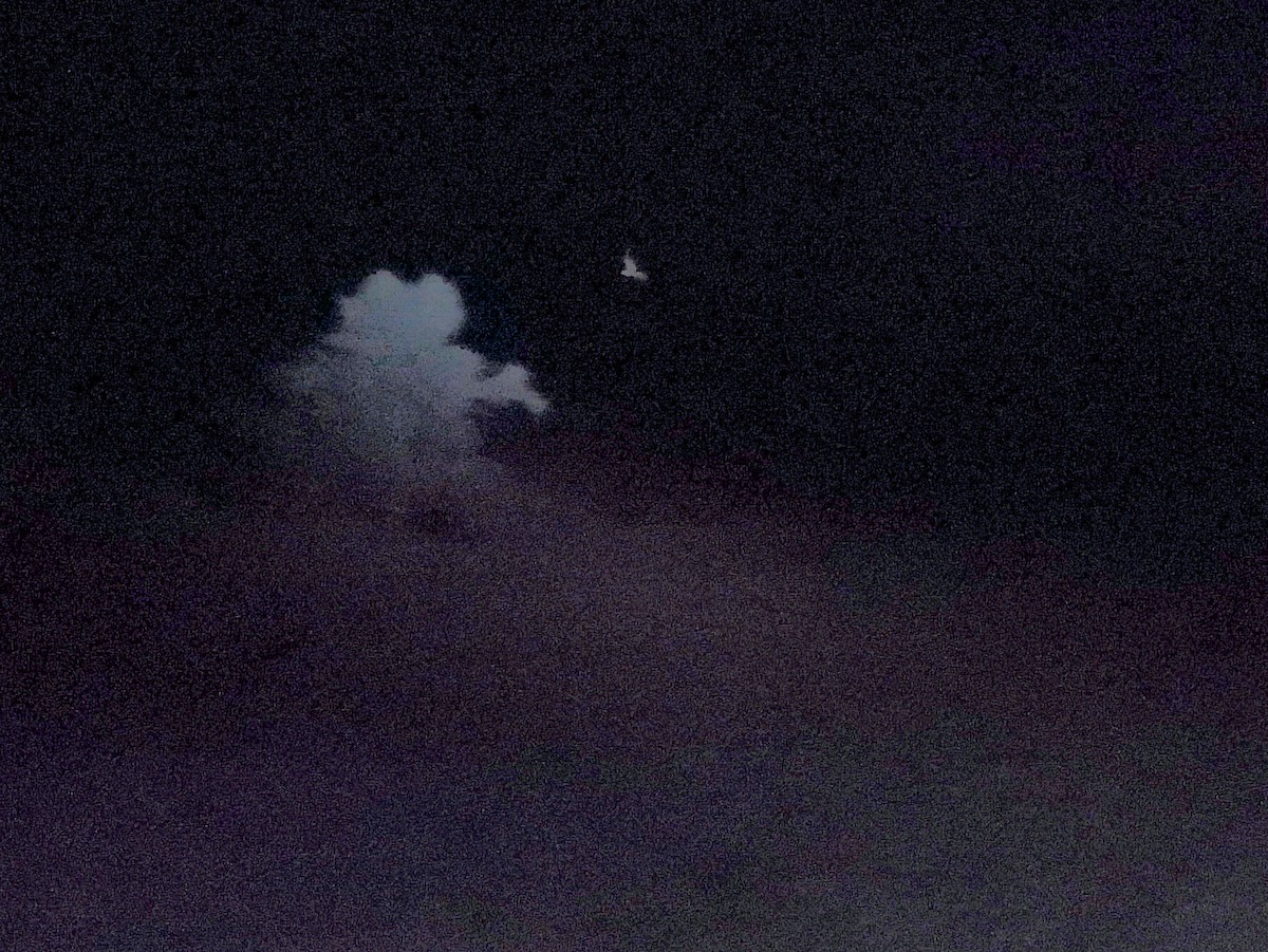 ørkennattravn - ML646642102