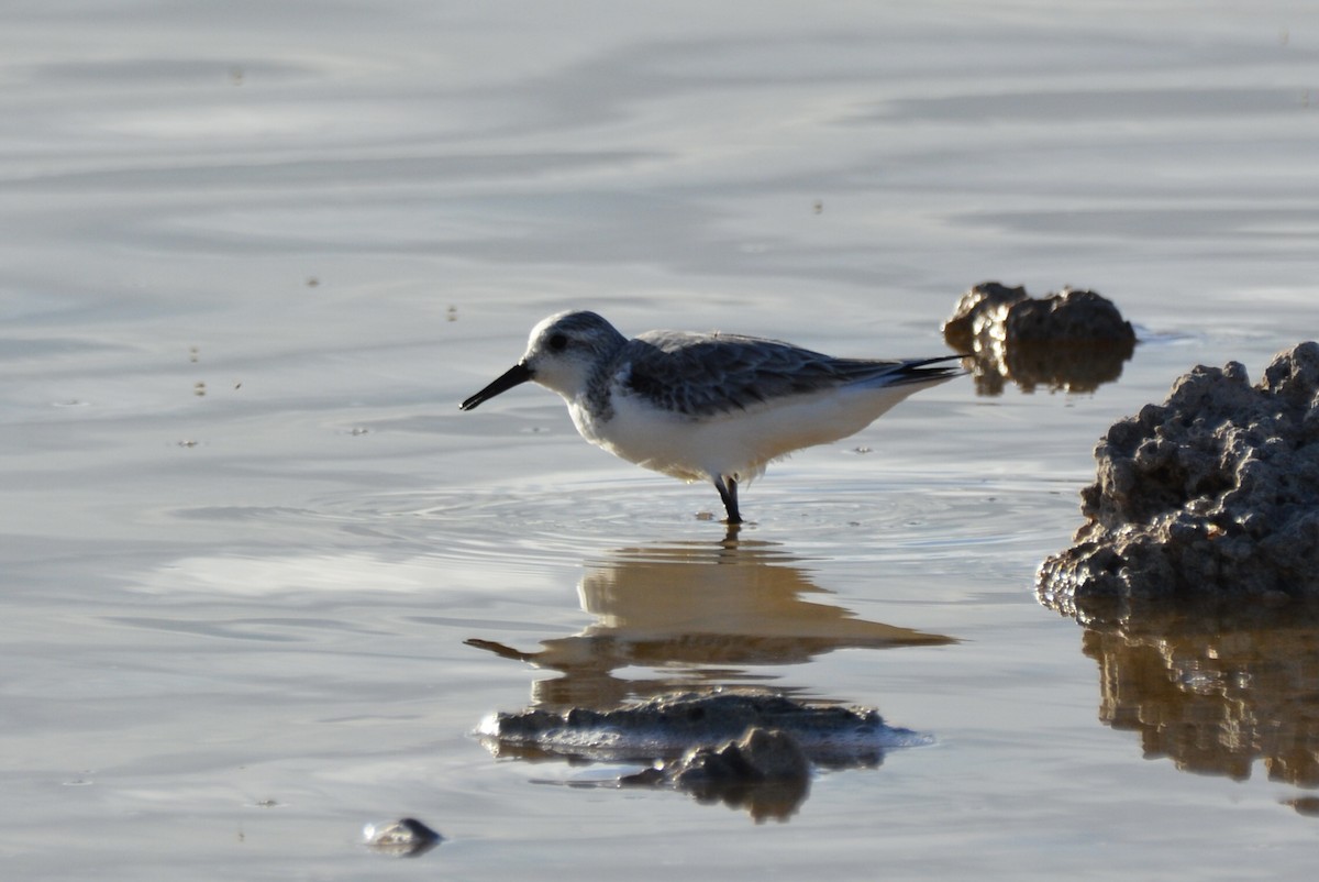 Sanderling - ML646642103