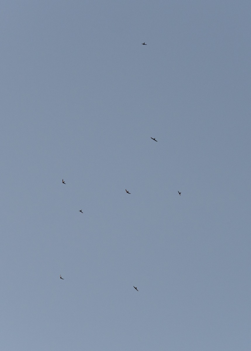 Серпокрилець канарський - ML646642104