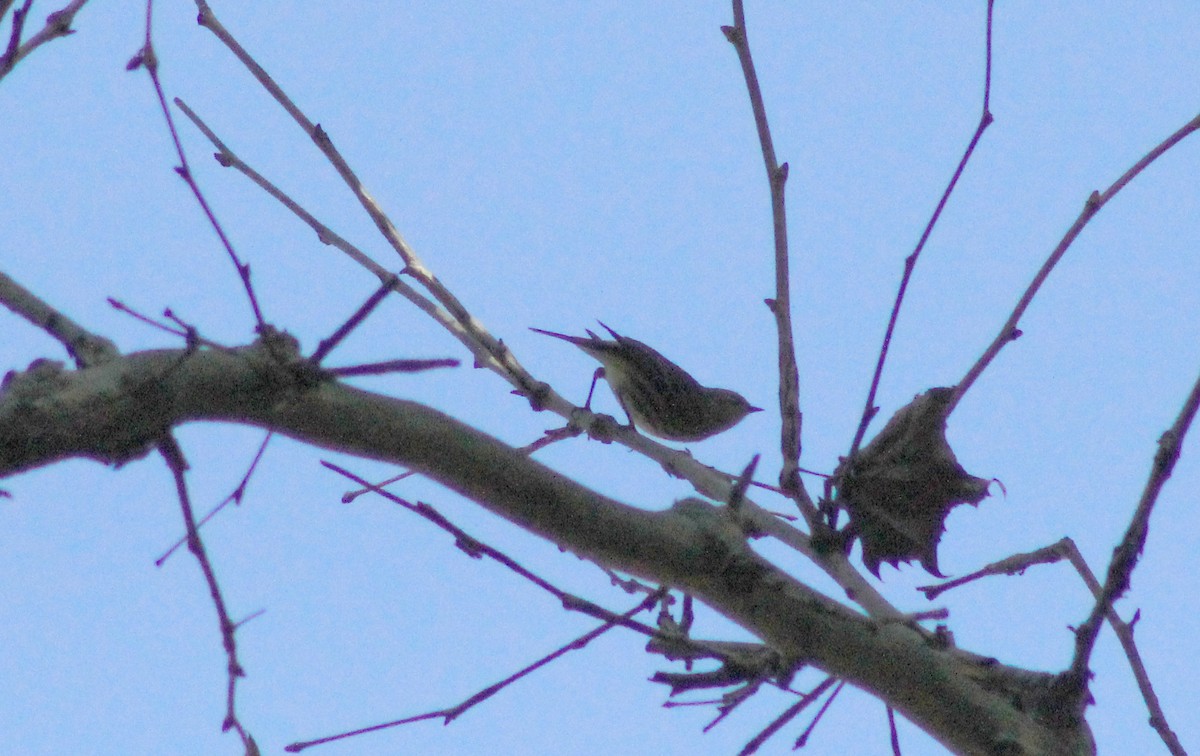 Cape May Warbler - ML646642105