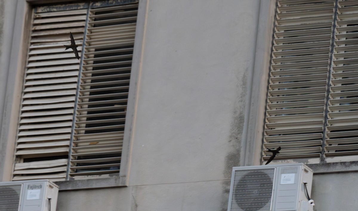 Серпокрилець канарський - ML646642106