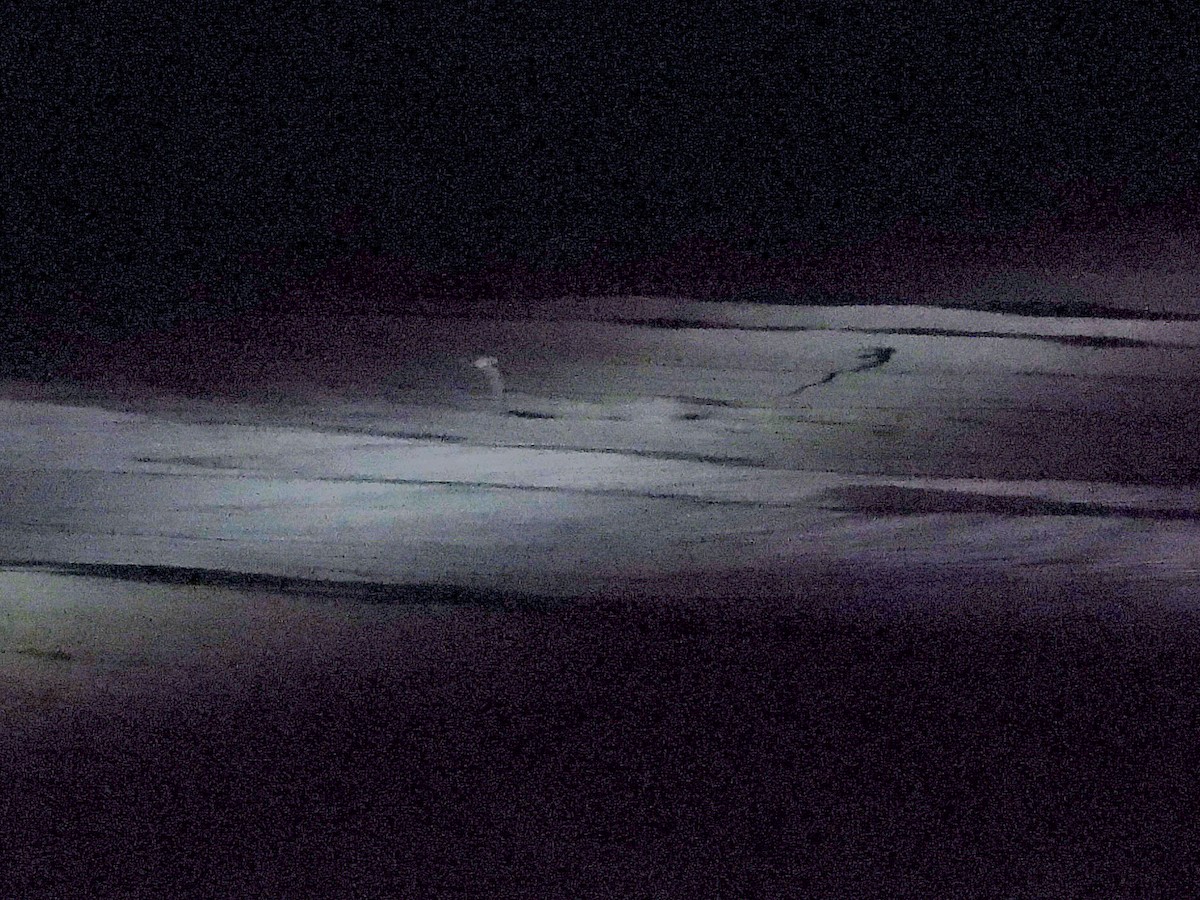 ørkennattravn - ML646642107