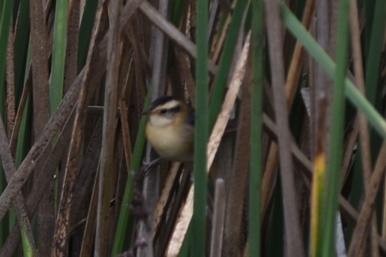 Wren-like Rushbird - ML646642108