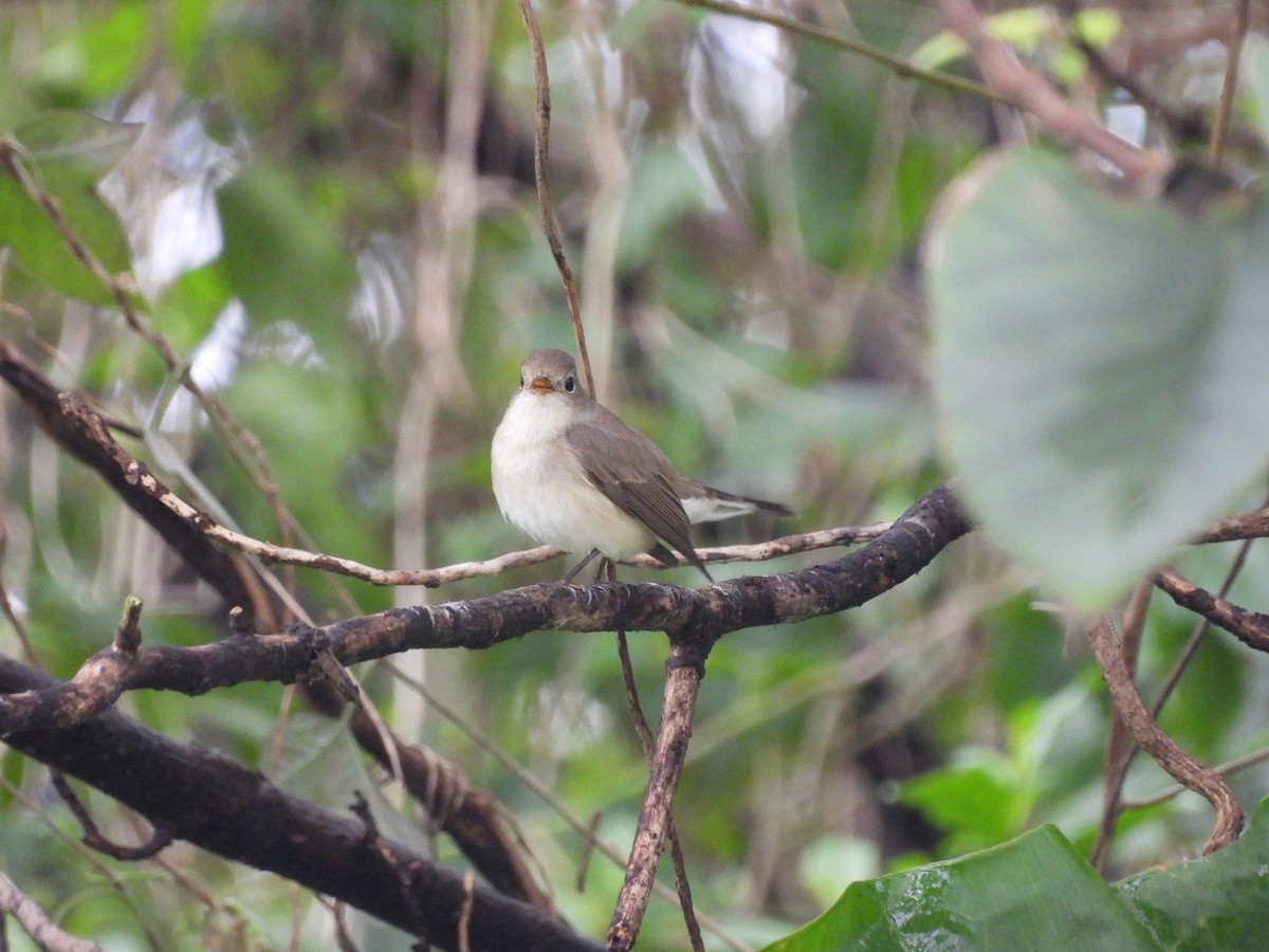 Gobemouche nain - ML646642109