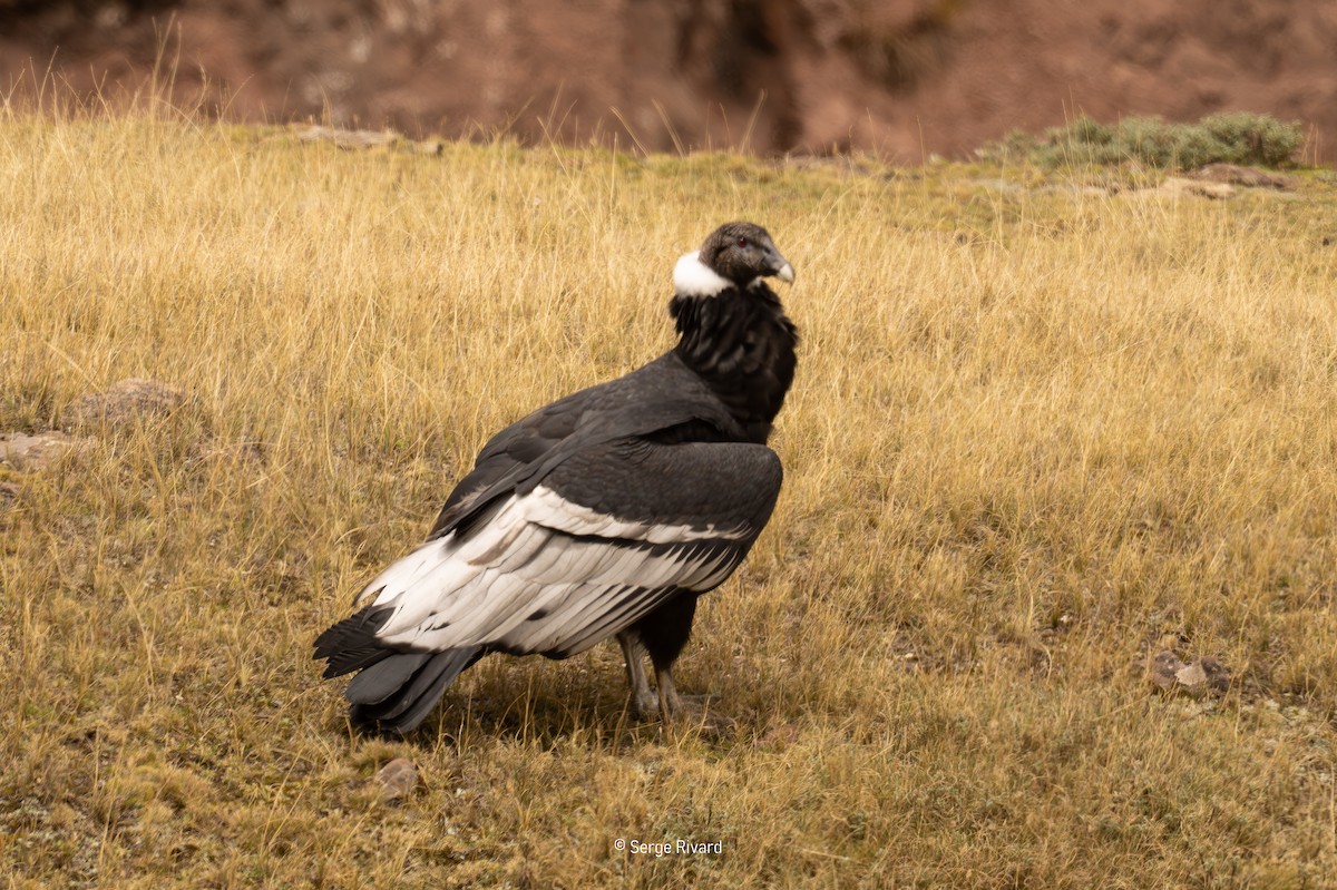 Andean Condor - ML646642110