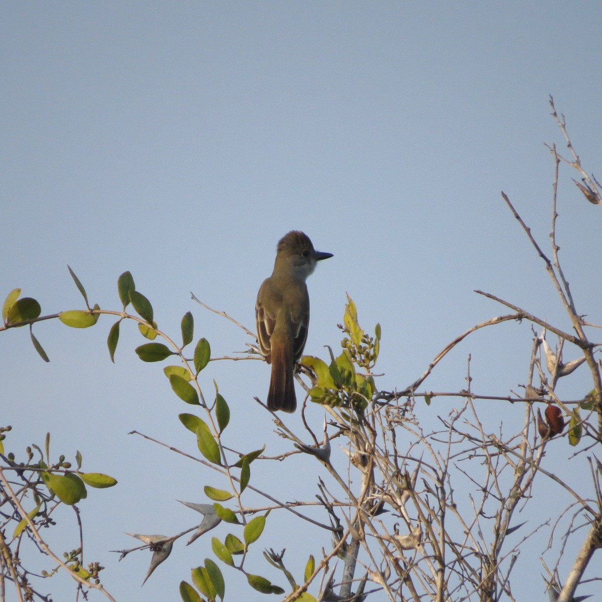 Tyran de Wied - ML646642113