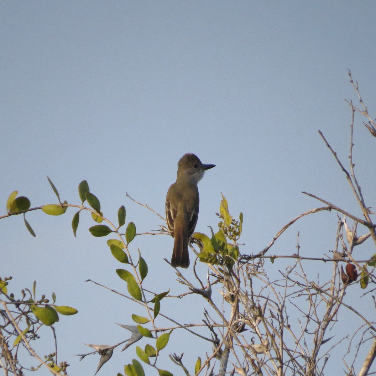 Brown-crested Flycatcher - ML646642114
