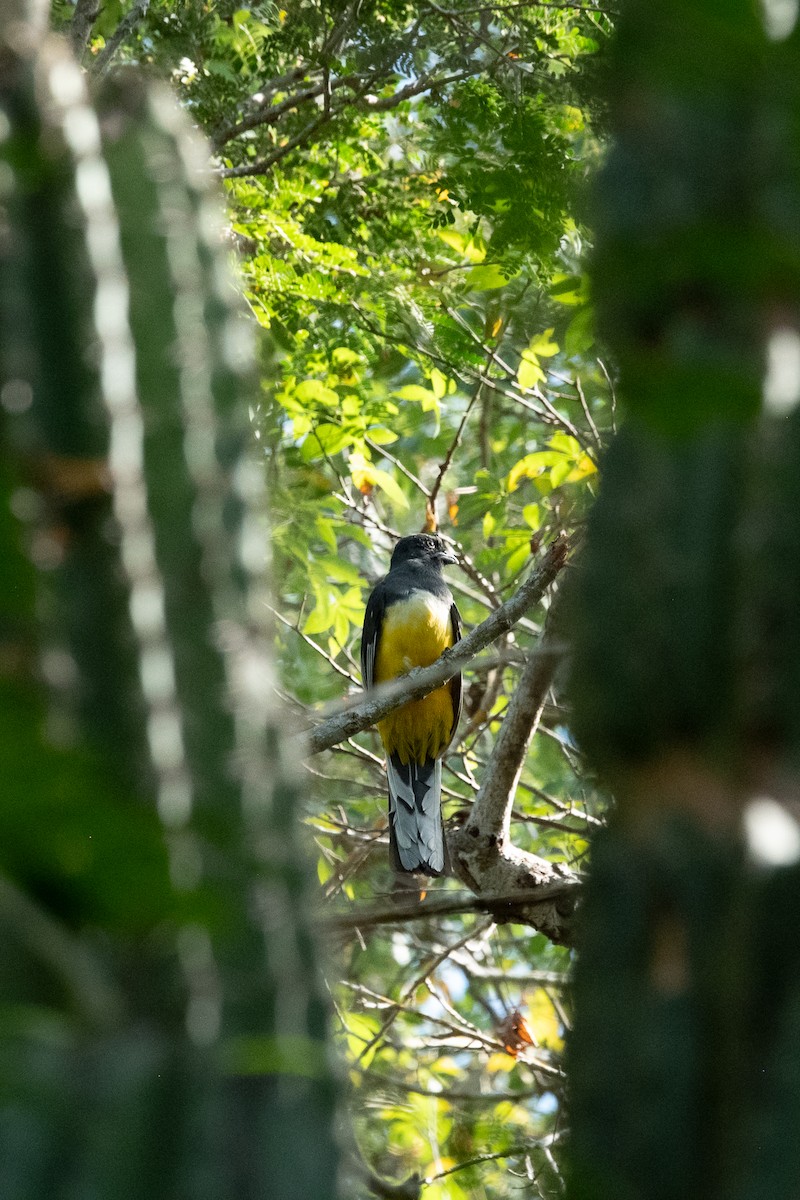 Trogon citrin - ML646642115