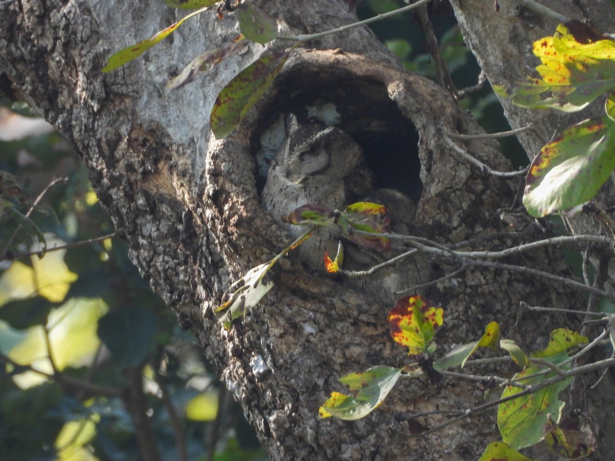 Petit-duc indien - ML646642117