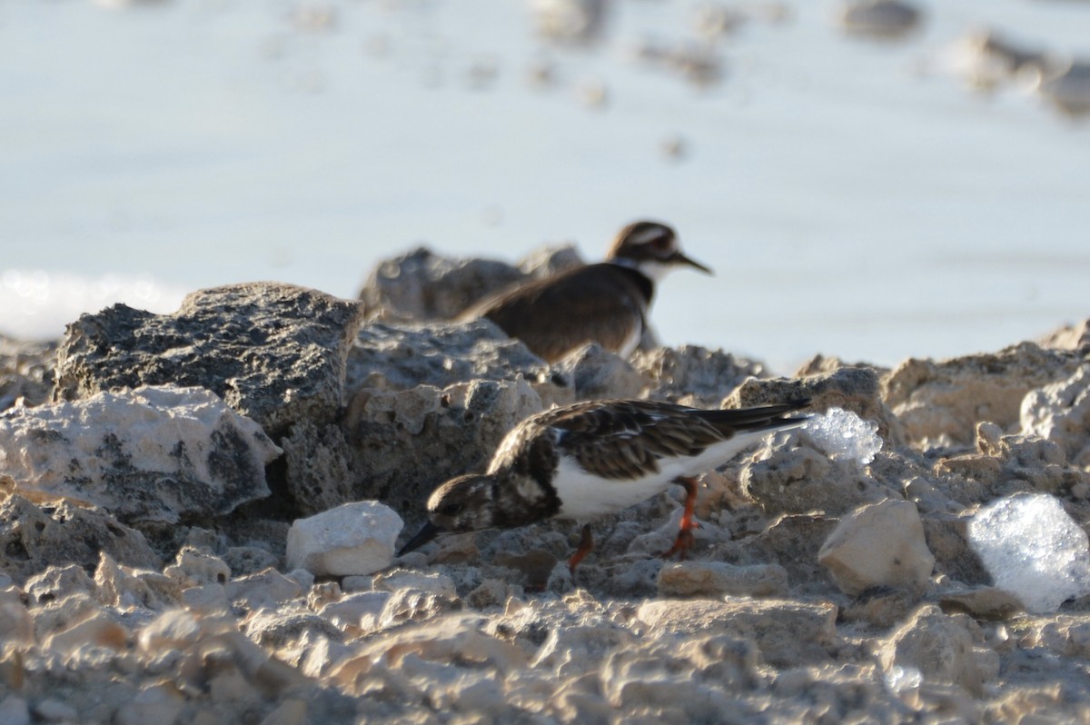 Tournepierre à collier - ML646642118