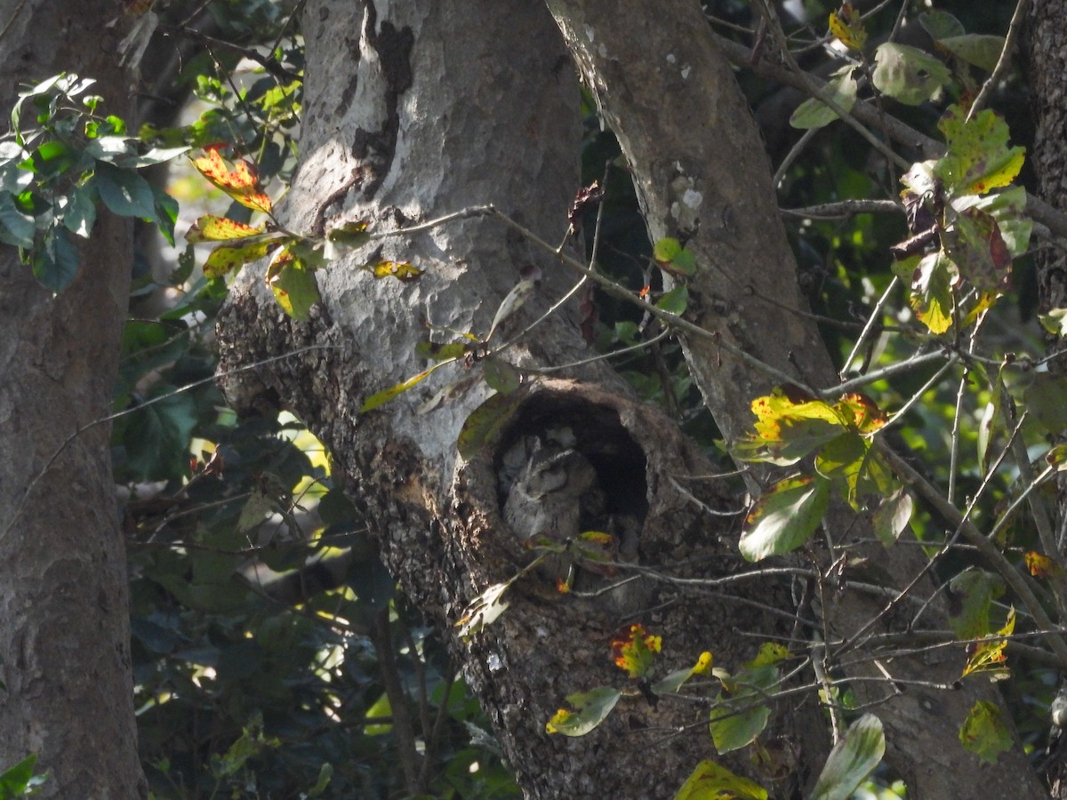 Petit-duc indien - ML646642119