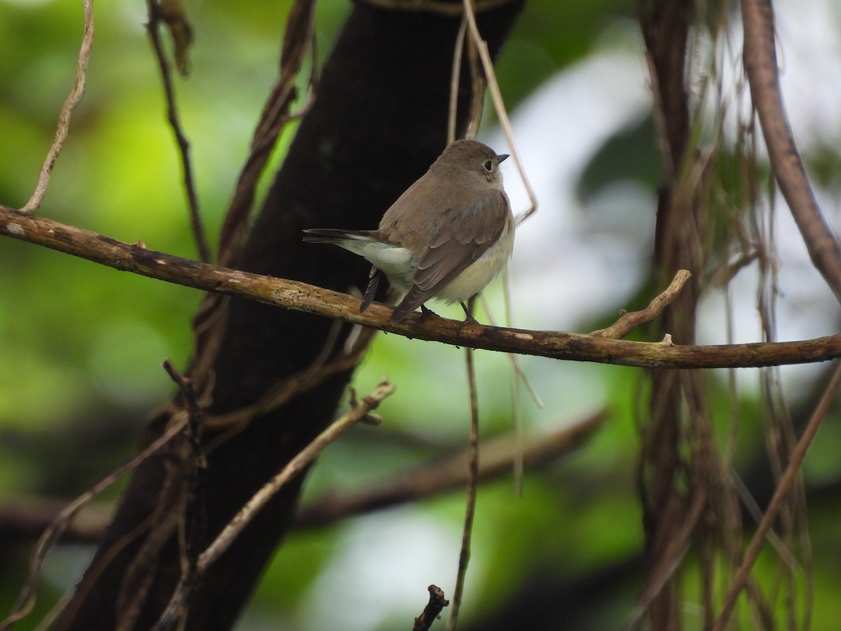 Gobemouche nain - ML646642121