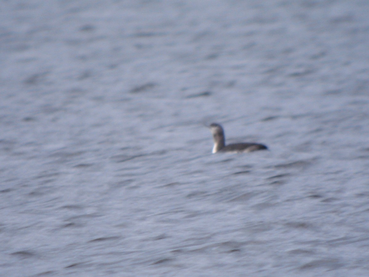 Plongeon catmarin - ML646642122