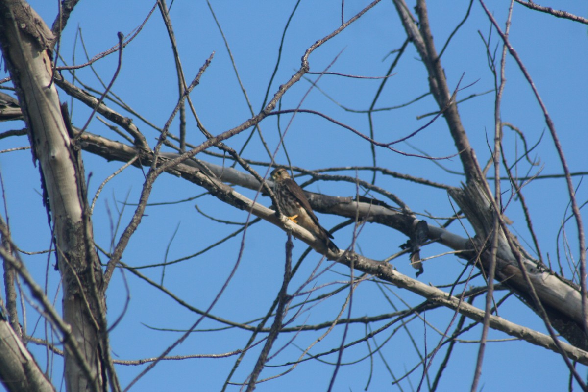 Faucon émerillon - ML646642123