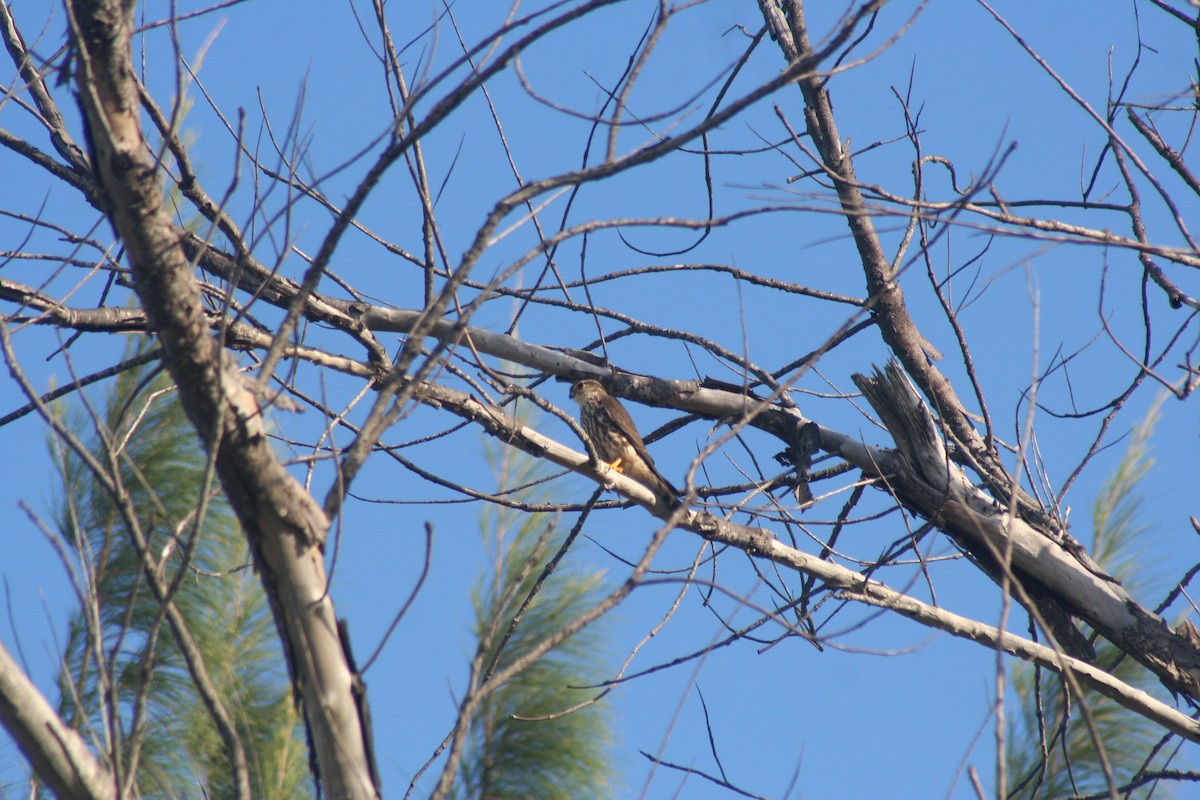 Faucon émerillon - ML646642124